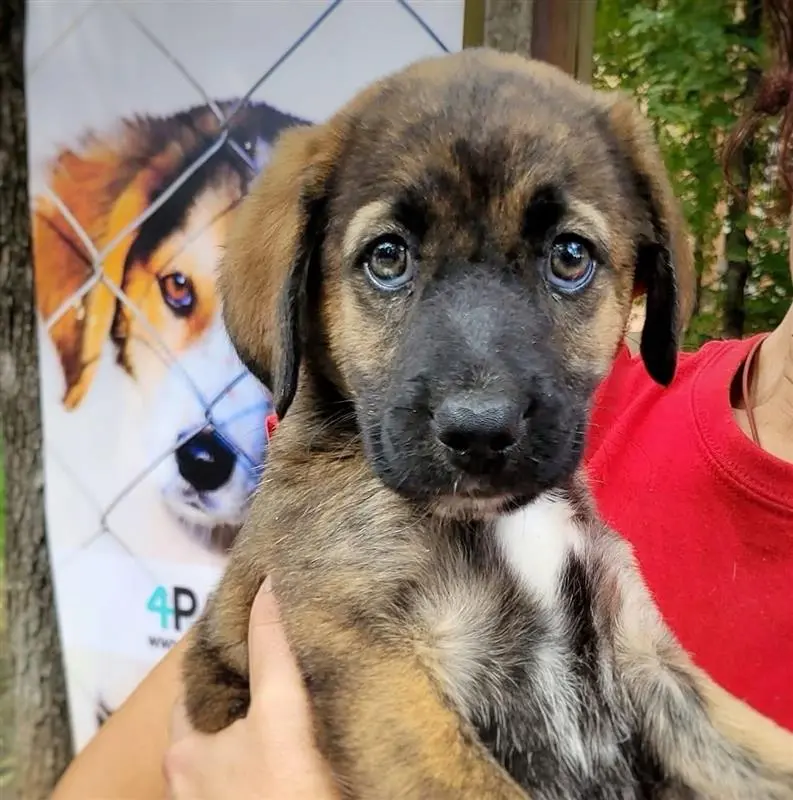 Târg de adopții în centrul Iașului. Cățeii de la Adăpostul Municipal își caută familii