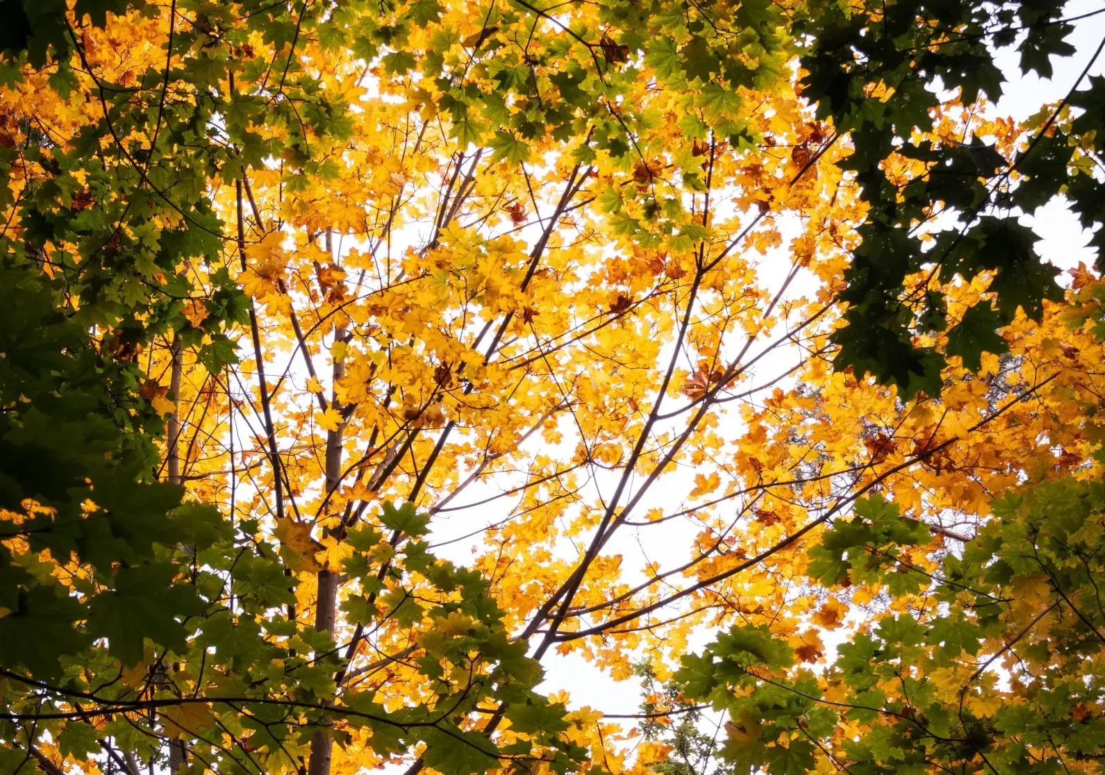 SURSĂ FOTO: Pexels